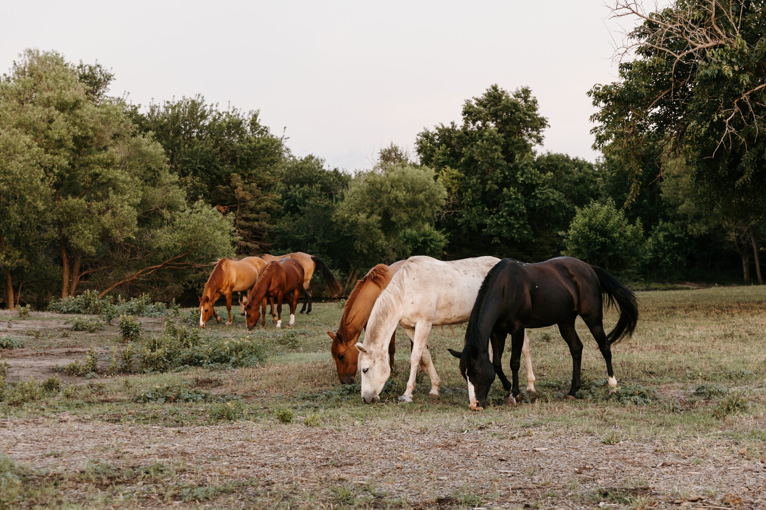 Horse racing for parties wichita ks